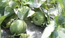 崩瓜怎么吃,解锁夏日清新美味新体验