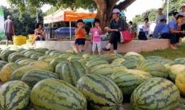 云浮市吃瓜,瓜果飘香，品味夏日清凉