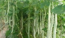 蛇瓜可以砍着吃吗,砍着吃，美味又营养