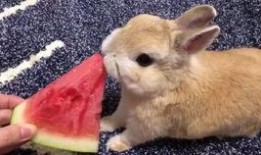 吃瓜的兔子所有,揭秘娱乐圈背后的秘密