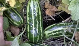 吃瓜不甜年代,揭秘那个时代的甜蜜与苦涩