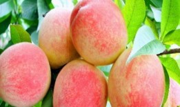 巢湖一中网课蜜桃吃瓜