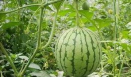 夏天吃收瓜,甜蜜收瓜时光