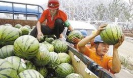 西瓜鸟怎么吃瓜,揭秘自然界的趣味现象