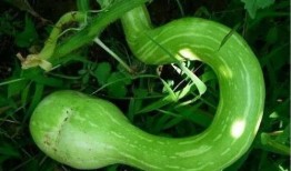 蛇瓜可以砍着吃吗,砍着吃，美味又营养