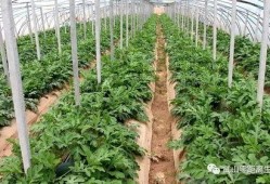 武山吃瓜视频,揭秘当地特色美食背后的故事