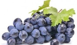 吃瓜群众葡萄儿,揭秘娱乐圈幕后故事