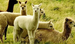 娱乐吃瓜酱羊羊,羊羊酱带你领略娱乐圈风云变幻