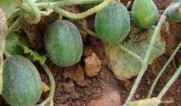 吃现实的瓜,揭秘娱乐圈背后的真实故事