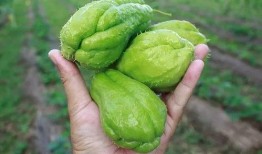 苏瓜蕊可以吃吗,美味可口的天然食材，安全食用指南