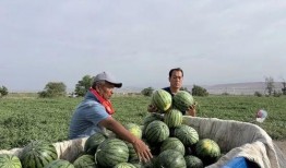 曹县7.29吃瓜,一场网络狂欢背后的真相与反思