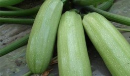 月子掌瓜可以吃吗,月子期间适宜食用的掌瓜食谱分享