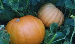 保定汇博吃瓜,一场吃瓜盛宴背后的故事