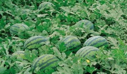 曹县7.29吃瓜,一场网络狂欢背后的真相与反思