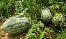 壁纸吃瓜群,揭秘网络社交圈的趣味与争议