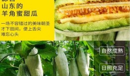 夏天吃瓜群众当心,吃瓜群众需警惕！