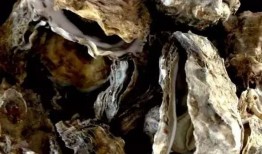 新北洋威海吃瓜,一场别开生面的吃瓜盛宴”