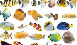 鱼吃瓜虫,揭秘水族世界中的奇妙食性