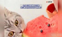 吃猫猫的瓜,一场关于动物保护的争议风暴