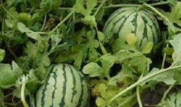 吃瓜的没有嫌瓜甜的说说,品味甜蜜，无关瓜甜