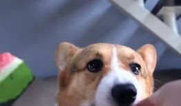 名柯吃瓜,揭秘柯南背后的神秘世界