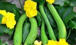 老人吃瓜日常,老人的悠闲夏日生活