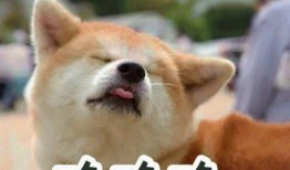 狗子吃哈密瓜表情,表情萌态十足