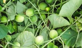 小孩吃马泡瓜,孩子舌尖上的夏日美味