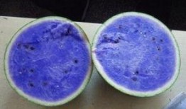 紫瓜可以吃吗,美味与营养并存，食用指南揭秘