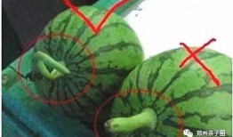 网络吃瓜的危害,揭秘其潜在危害与反思