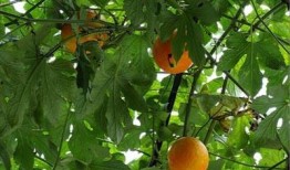 吃吊瓜有口臭,揭秘吃吊瓜后的口腔问题