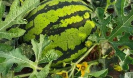 甜王吃瓜,揭秘娱乐圈甜蜜背后的瓜田秘事