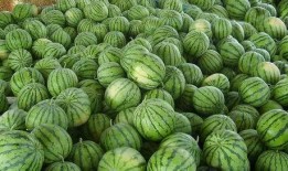 西瓜鸟怎么吃瓜,揭秘自然界的趣味现象