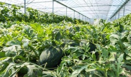 农村吃瓜场面,欢乐场面尽收眼底