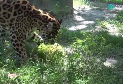 大猫吃瓜,揭秘动物界的趣味食趣