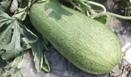 声控吃玉菇瓜,玉菇瓜的神秘诱惑