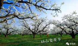 砀山梨花里吃瓜,瓜果飘香话丰收