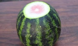 奚贵妃婆婆吃瓜,奚贵妃婆婆的瓜田奇遇记