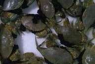 捕鱼出海吃瓜,尽享海岛悠闲时光