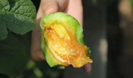 儿童吃羊角瓜好吗,儿童饮食中的营养佳品