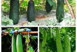 吃瓜视频高手,揭秘网络舆论背后的真相