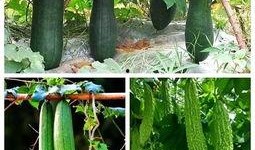 吃瓜视频高手,揭秘网络舆论背后的真相