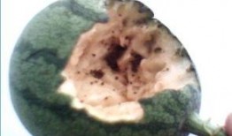 西瓜鸟怎么吃瓜,揭秘自然界的趣味现象