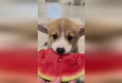 吃瓜小狗视频软件大全,盘点热门娱乐应用，轻松畅享欢乐时光