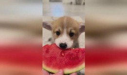 吃瓜小狗视频软件大全,盘点热门娱乐应用，轻松畅享欢乐时光