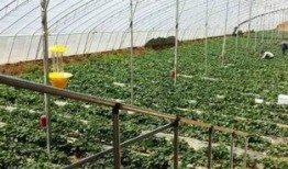 梦到去瓜园吃瓜