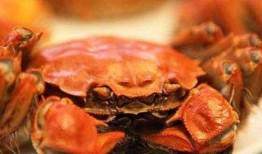 螃蟹吃瓜配音,趣味配音演绎夏日清凉