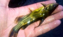 鱼吃瓜虫,揭秘水族世界中的奇妙食性