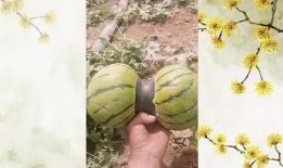 吃双尾瓜,探寻独特风味与营养奥秘