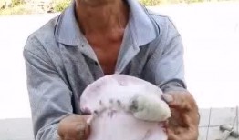 大叔吃瓜消暑,大叔吃瓜消暑乐享清凉时光